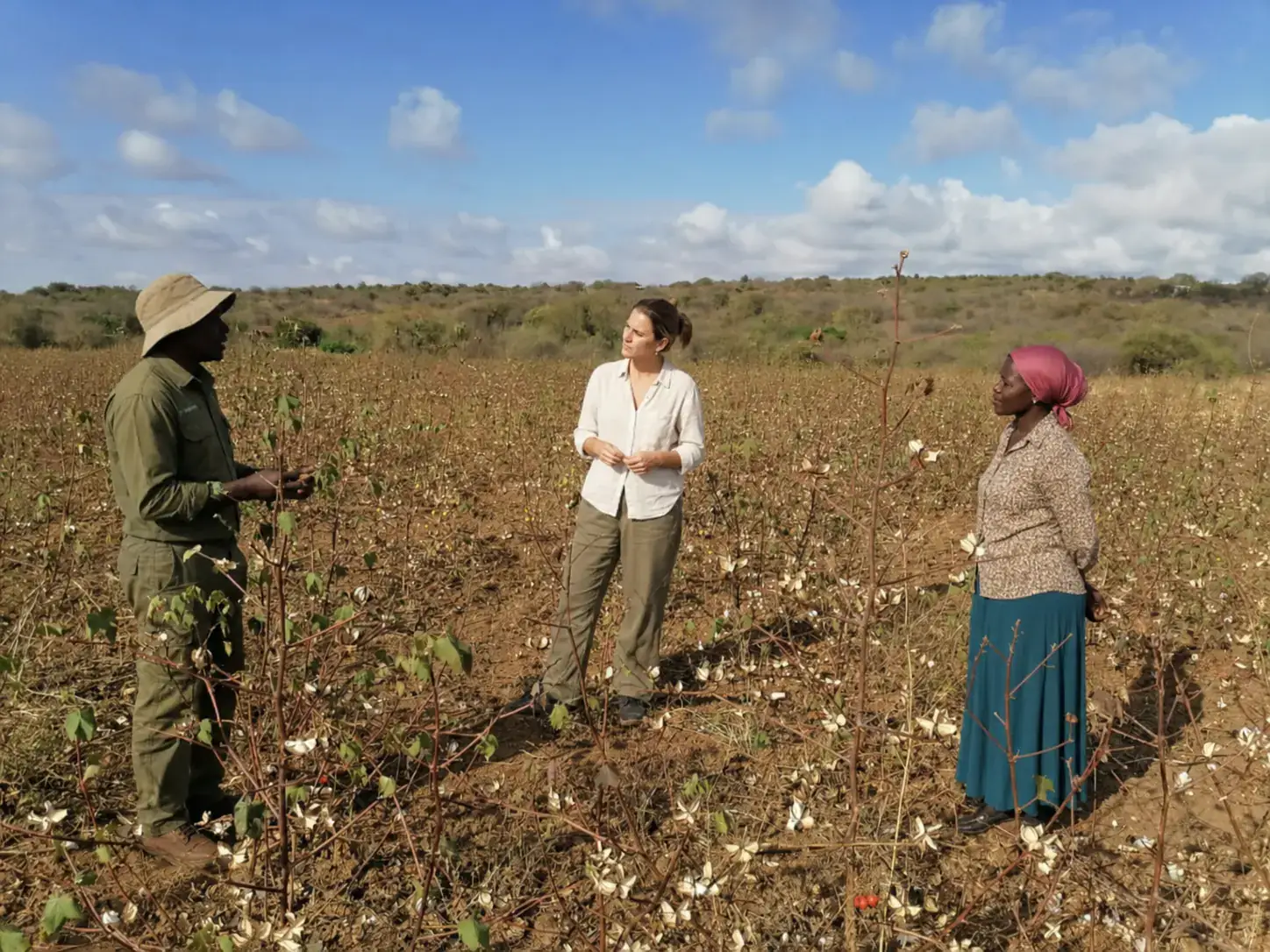 Privacy-safe cotton-field discussion connecting Kenyan production and European markets