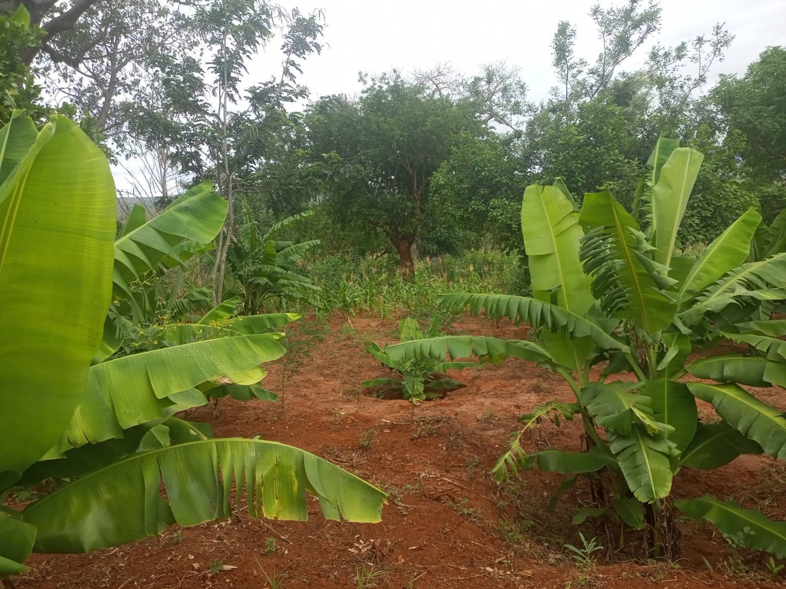 Banana crops in the Labl demonstration farm