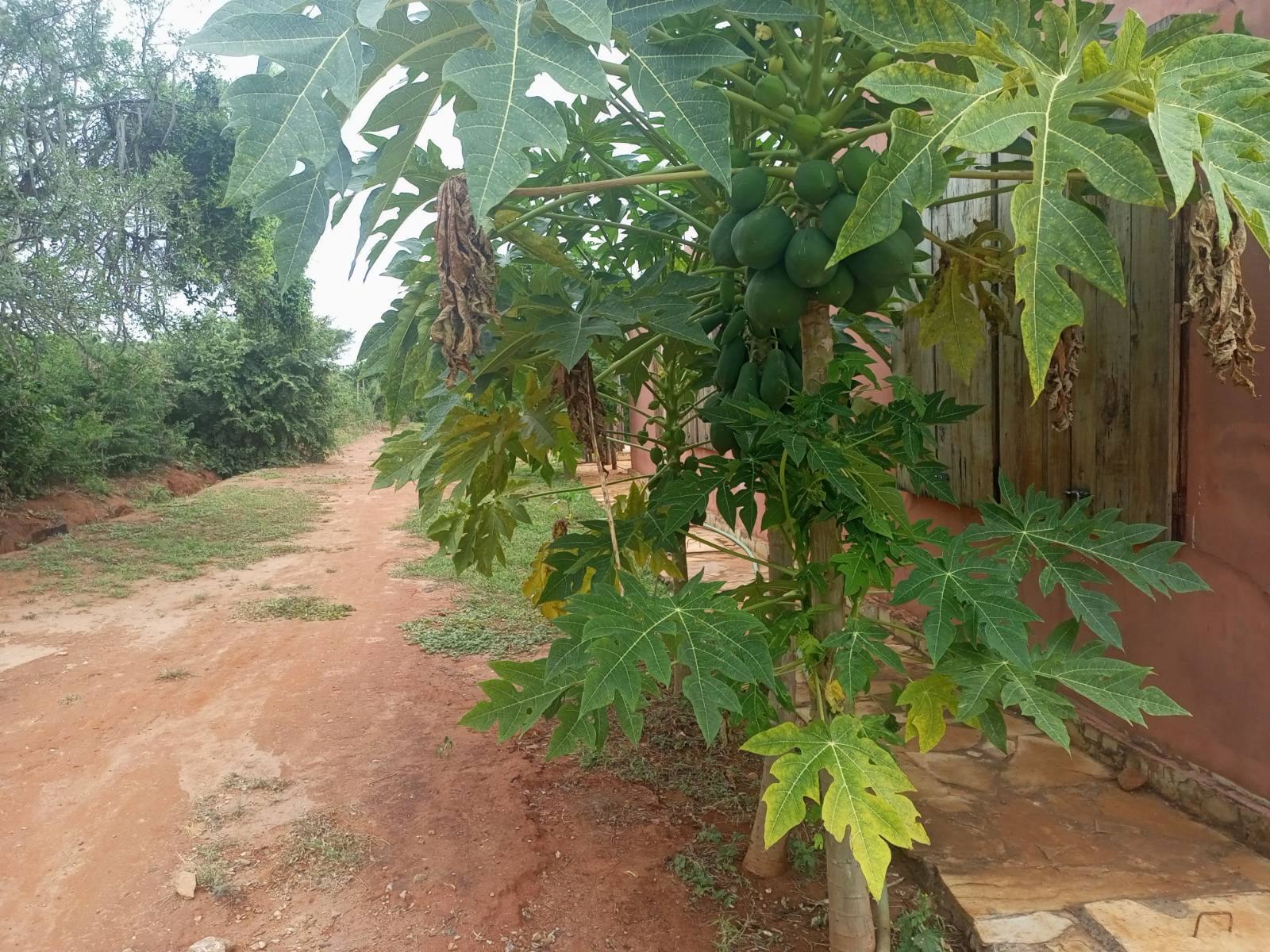 Papaya growing beside the Labl facility