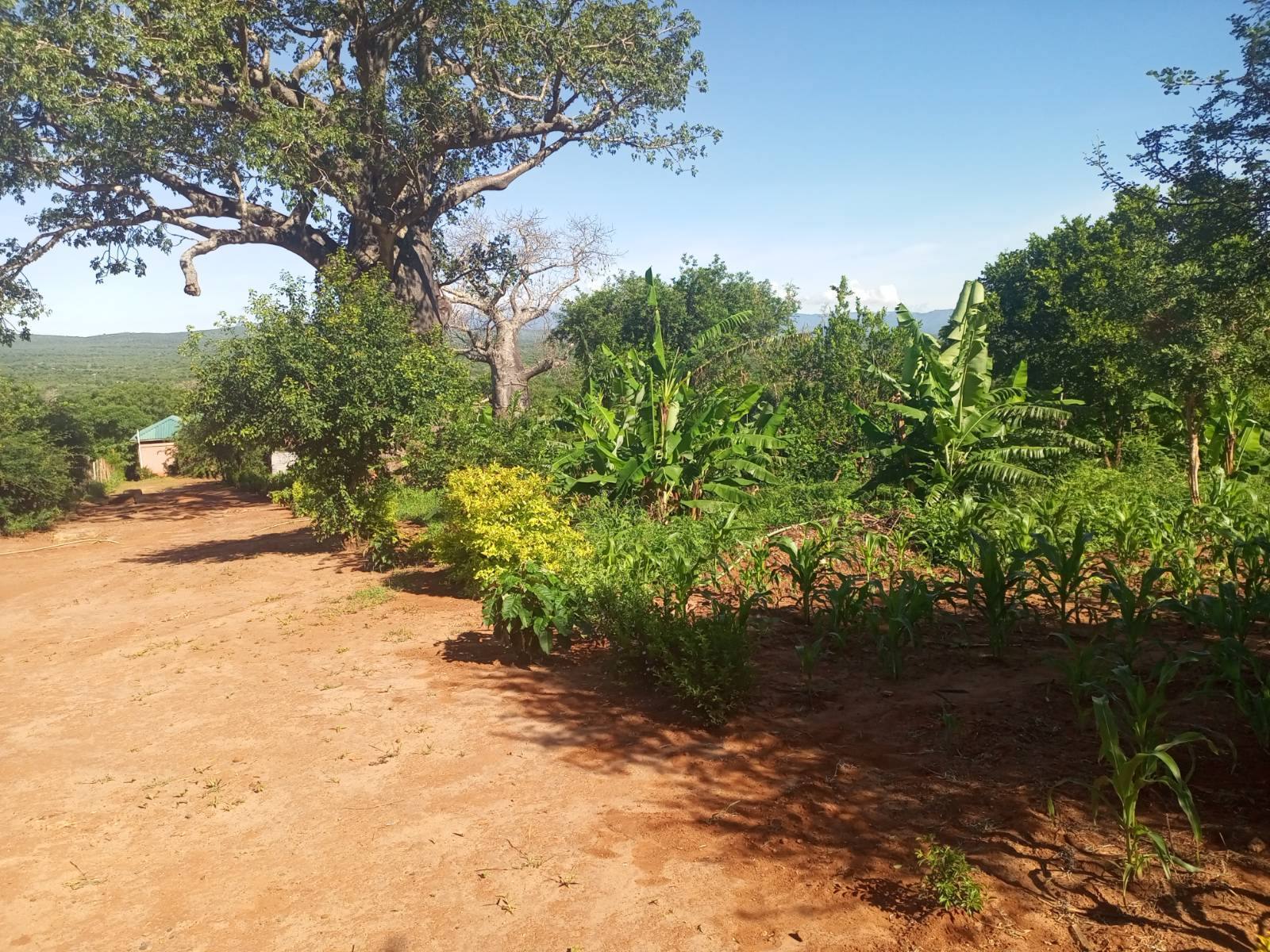 Labl demonstration farm with mixed crops and trees